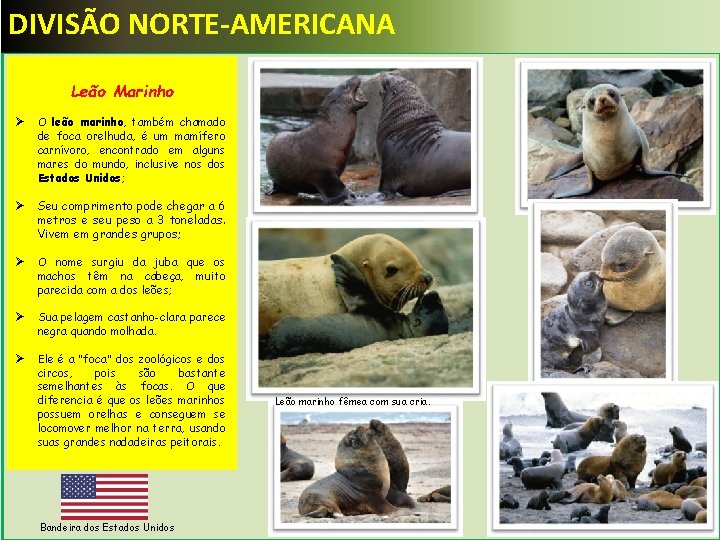 DIVISÃO NORTE-AMERICANA Leão Marinho Ø O leão marinho, também chamado de foca orelhuda, é