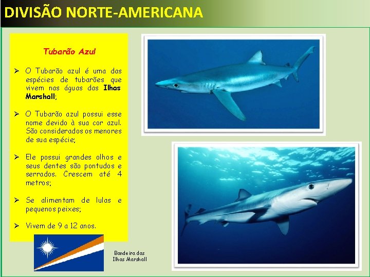 DIVISÃO NORTE-AMERICANA Tubarão Azul Ø O Tubarão azul é uma das espécies de tubarões