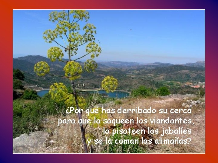 ¿Por qué has derribado su cerca para que la saqueen los viandantes, la pisoteen