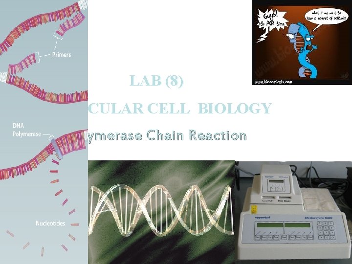 LAB (8) MOLECULAR CELL BIOLOGY Polymerase Chain Reaction 
