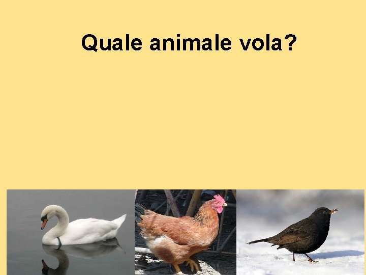 Quale animale vola? 