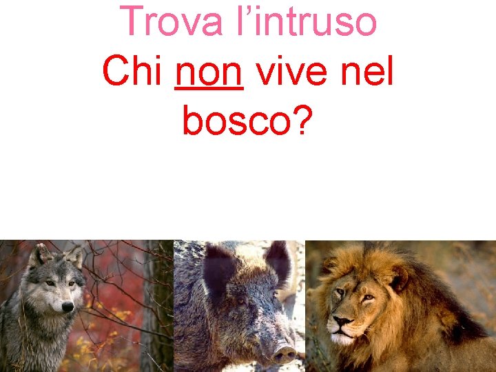 Trova l’intruso Chi non vive nel bosco? 