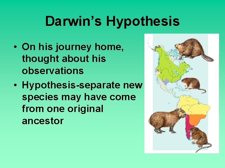 Darwin’s Hypothesis • On his journey home, thought about his observations • Hypothesis-separate new