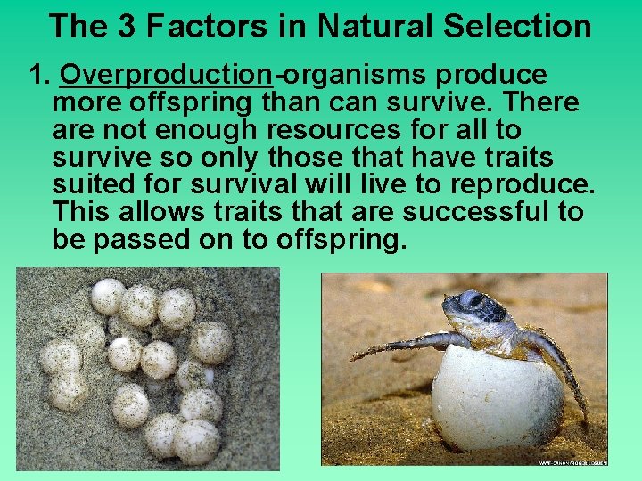 The 3 Factors in Natural Selection 1. Overproduction-organisms produce more offspring than can survive.