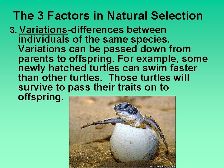 The 3 Factors in Natural Selection 3. Variations-differences between individuals of the same species.