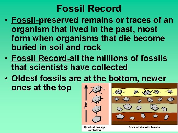 Fossil Record • Fossil-preserved remains or traces of an organism that lived in the