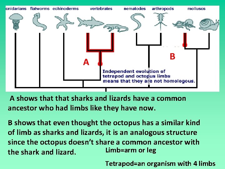 A B A shows that sharks and lizards have a common ancestor who had