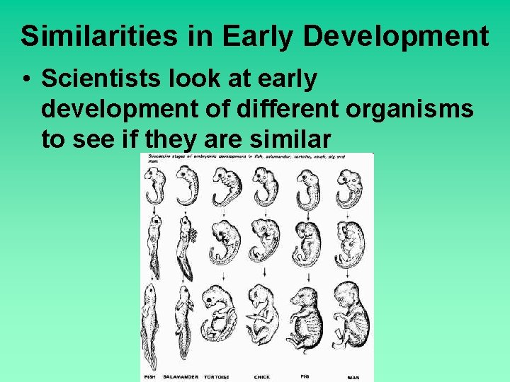 Similarities in Early Development • Scientists look at early development of different organisms to