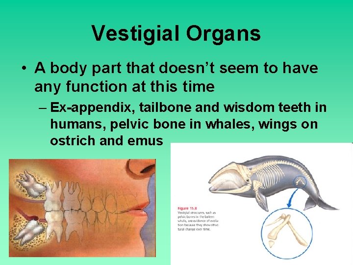 Vestigial Organs • A body part that doesn’t seem to have any function at