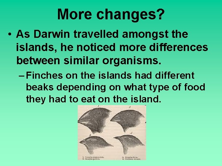 More changes? • As Darwin travelled amongst the islands, he noticed more differences between