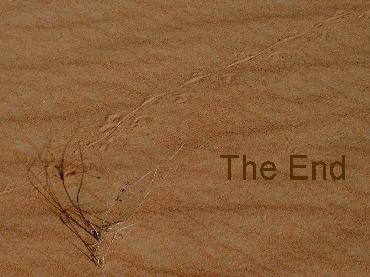 The End 