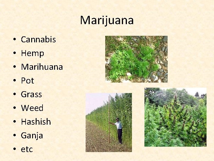 Marijuana • • • Cannabis Hemp Marihuana Pot Grass Weed Hashish Ganja etc 