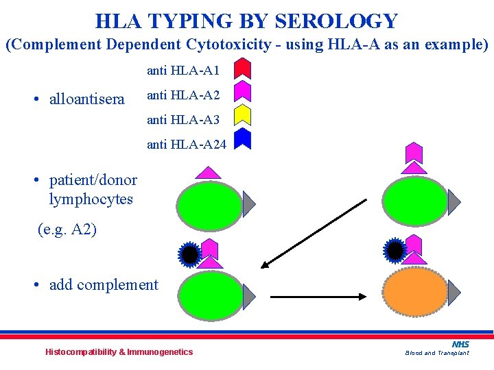 HLA TYPING BY SEROLOGY (Complement Dependent Cytotoxicity - using HLA-A as an example) anti