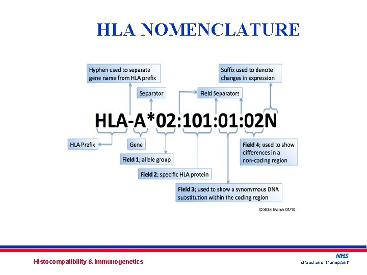 HLA NOMENCLATURE Histocompatibility & Immunogenetics Blood and Transplant 
