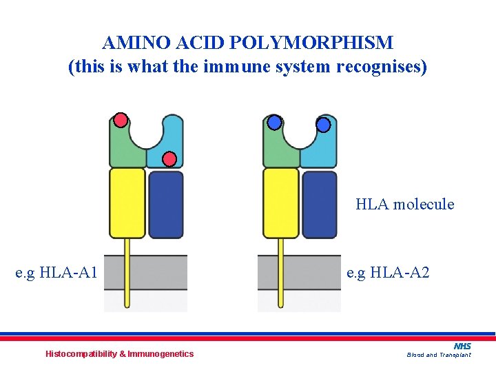 AMINO ACID POLYMORPHISM (this is what the immune system recognises) HLA molecule e. g