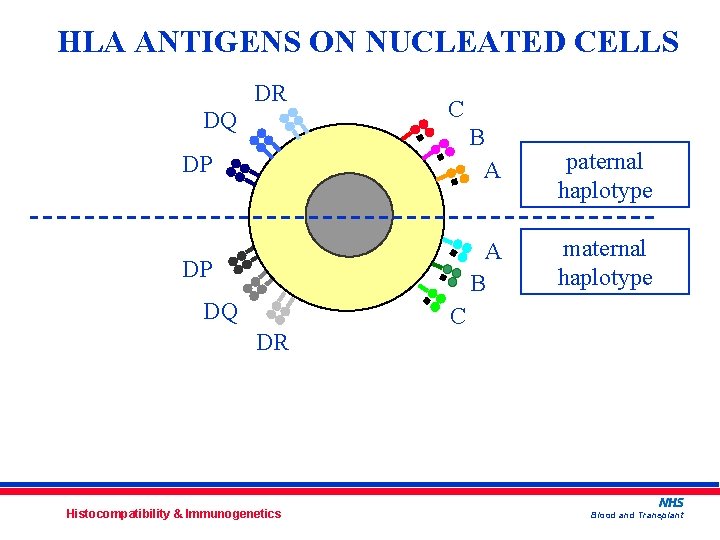 HLA ANTIGENS ON NUCLEATED CELLS DR DQ C DP B A DP A B