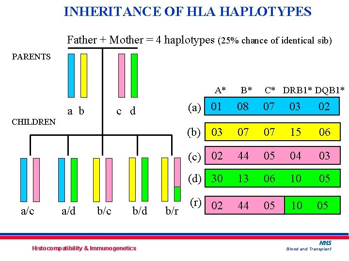 INHERITANCE OF HLA HAPLOTYPES Father + Mother = 4 haplotypes (25% chance of identical