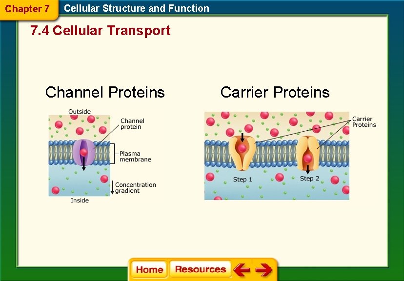 Chapter 7 Cellular Structure and Function 7. 4 Cellular Transport Channel Proteins Carrier Proteins