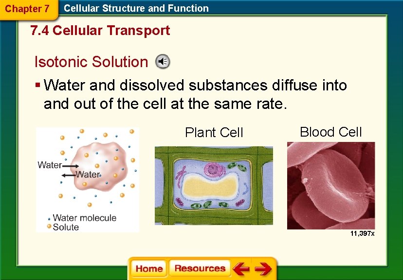 Chapter 7 Cellular Structure and Function 7. 4 Cellular Transport Isotonic Solution § Water