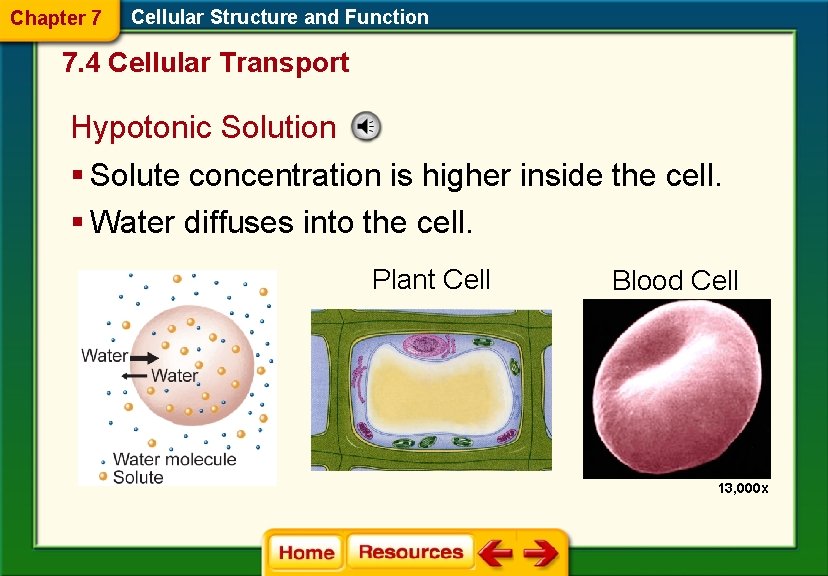 Chapter 7 Cellular Structure and Function 7. 4 Cellular Transport Hypotonic Solution § Solute