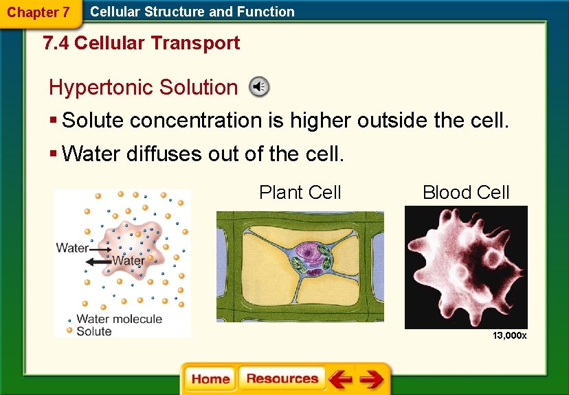 Chapter 7 Cellular Structure and Function 7. 4 Cellular Transport Hypertonic Solution § Solute