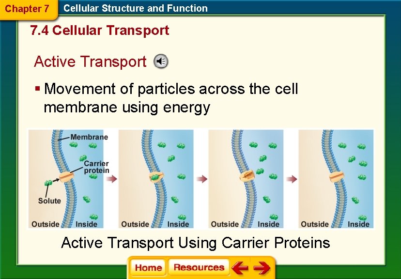 Chapter 7 Cellular Structure and Function 7. 4 Cellular Transport Active Transport § Movement