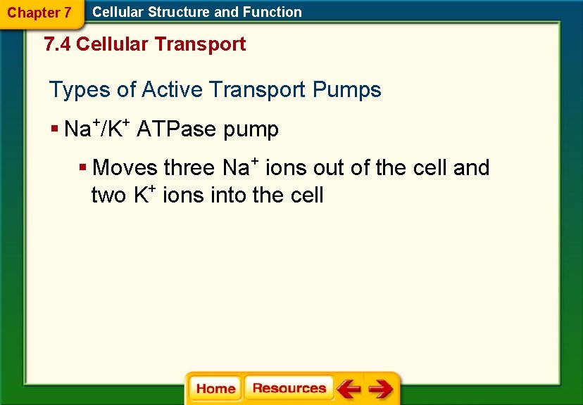 Chapter 7 Cellular Structure and Function 7. 4 Cellular Transport Types of Active Transport