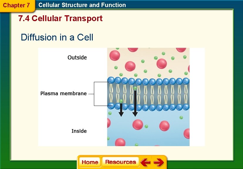 Chapter 7 Cellular Structure and Function 7. 4 Cellular Transport Diffusion in a Cell