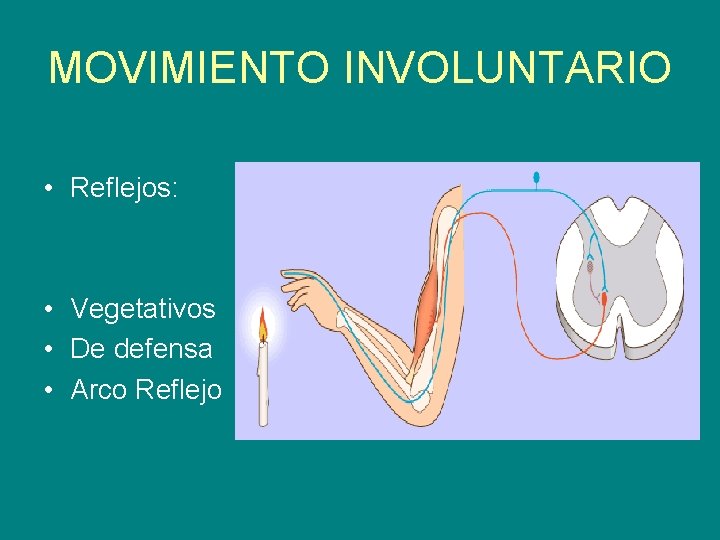 MOVIMIENTO INVOLUNTARIO • Reflejos: • Vegetativos • De defensa • Arco Reflejo 