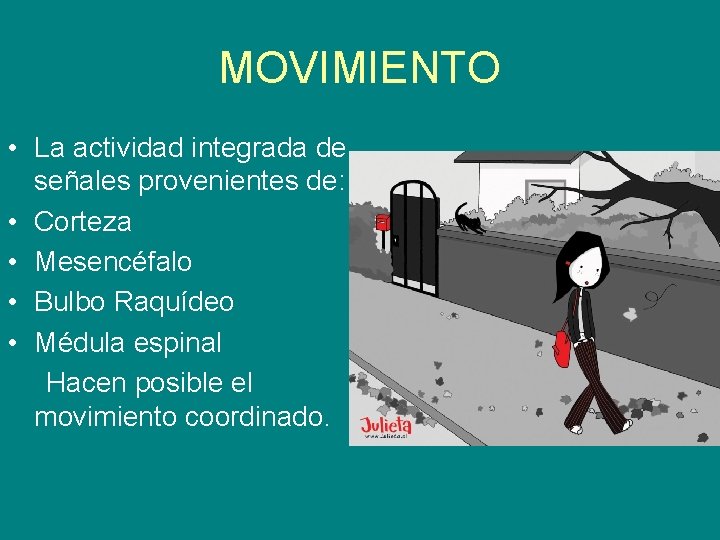 MOVIMIENTO • La actividad integrada de señales provenientes de: • Corteza • Mesencéfalo •