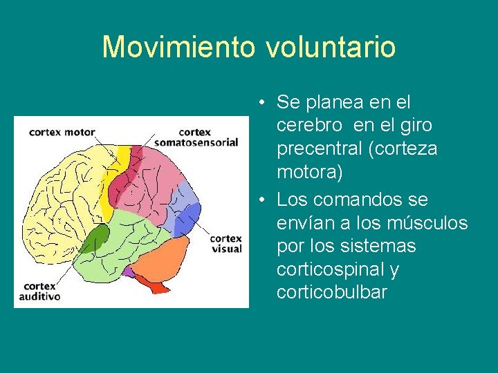 Movimiento voluntario • Se planea en el cerebro en el giro precentral (corteza motora)