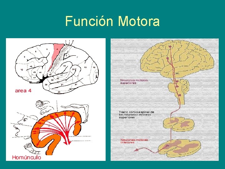 Función Motora 