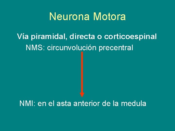 Neurona Motora Vía piramidal, directa o corticoespinal NMS: circunvolución precentral NMI: en el asta