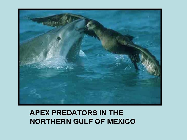 APEX PREDATORS IN THE NORTHERN GULF OF MEXICO 