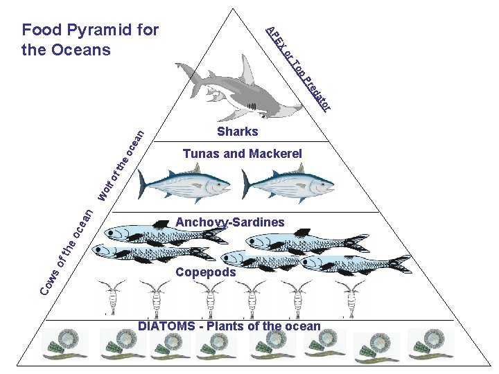 EX AP Food Pyramid for the Oceans or p To Tunas and Mackerel Anchovy-Sardines