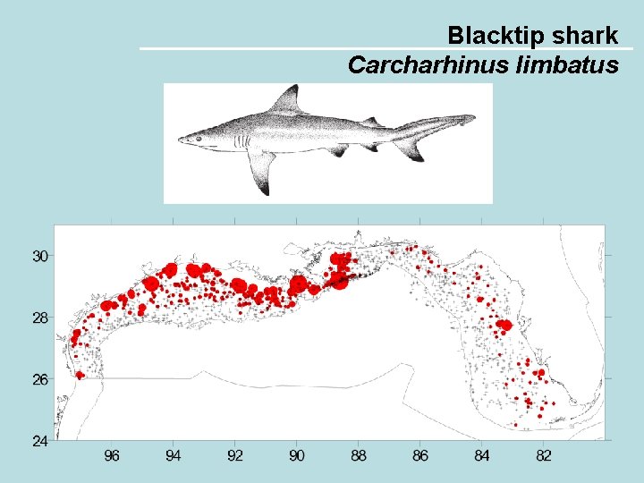 Blacktip shark Carcharhinus limbatus 