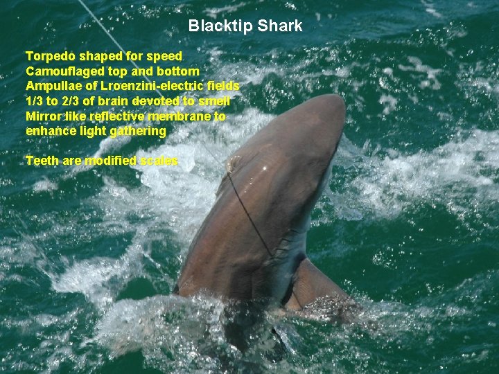 Blacktip Shark Torpedo shaped for speed Camouflaged top and bottom Ampullae of Lroenzini-electric fields