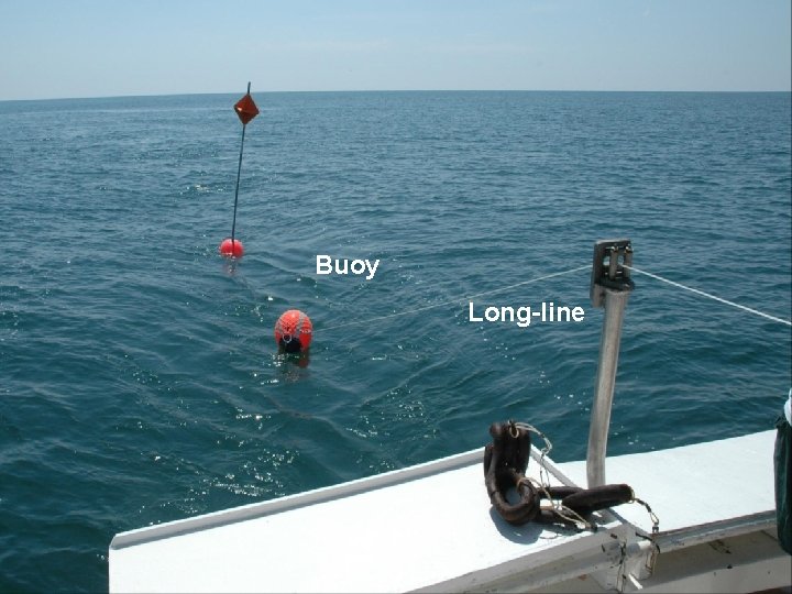 Buoy Long-line 