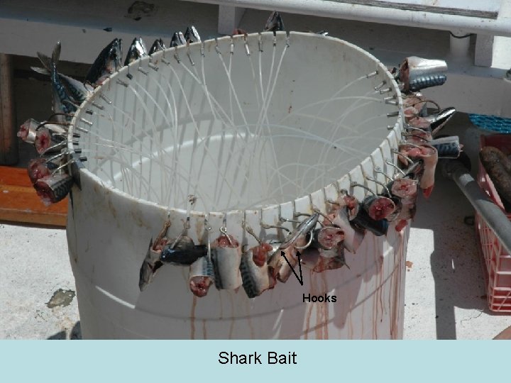 Hooks Shark Bait 