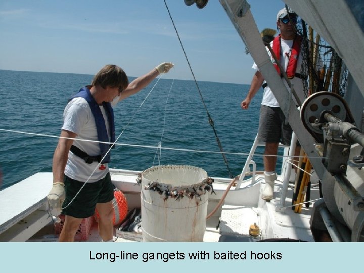 Long-line gangets with baited hooks 
