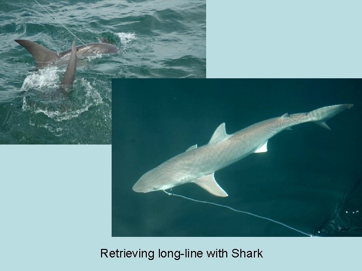 Retrieving long-line with Shark 