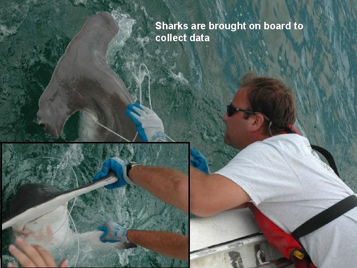 Sharks are brought on board to collect data 