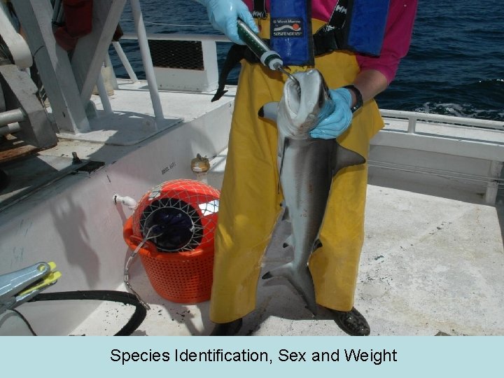 Species Identification, Sex and Weight 