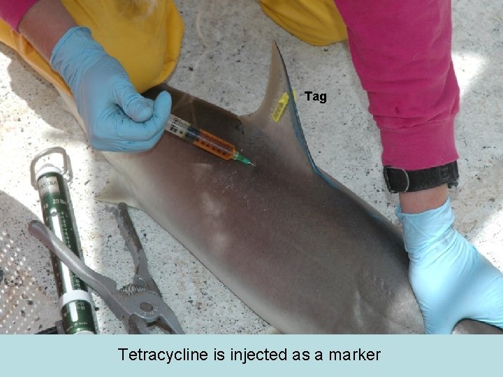 Tag Tetracycline is injected as a marker 