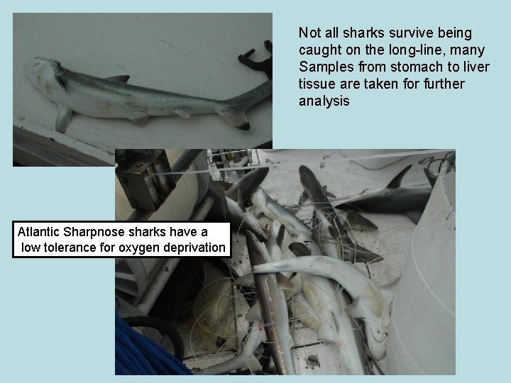 Not all sharks survive being caught on the long-line, many Samples from stomach to