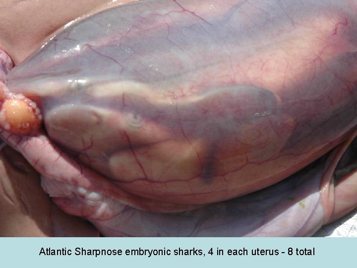 Atlantic Sharpnose embryonic sharks, 4 in each uterus - 8 total 