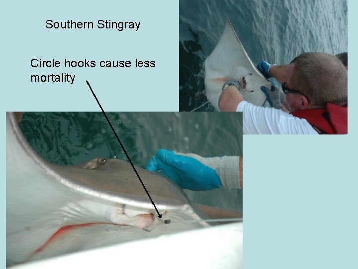 Southern Stingray Circle hooks cause less mortality 