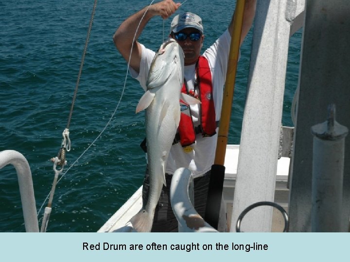 Red Drum are often caught on the long-line 