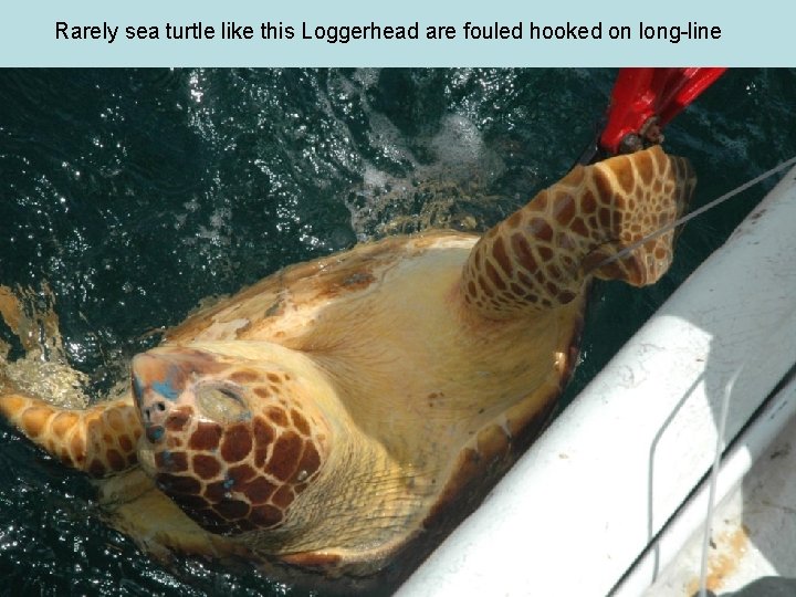 Rarely sea turtle like this Loggerhead are fouled hooked on long-line 