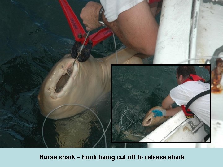 Nurse shark – hook being cut off to release shark 
